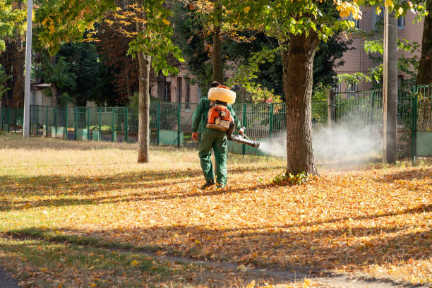 Best Flea Control Services  in Camdenton, MO